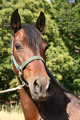 Image showing Brown horse