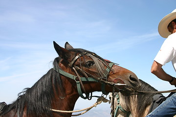 Image showing Horse against blue sky