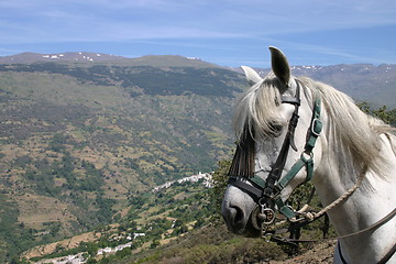 Image showing White horse in the Spanish Sierra Nevada mountains with white villages