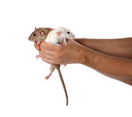 Image showing White and brown rats in hands