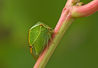 Image showing Green beetle.