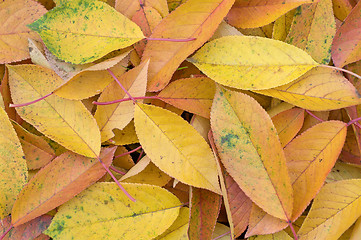 Image showing Colorful background of autumn leaves