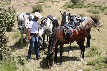 Image showing Horseman with four horses