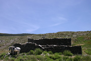 Image showing White horse by old building in the Sierra Nevada mountains, Spain