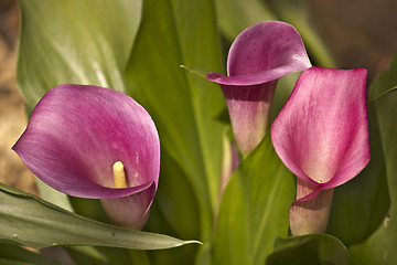 Image showing Flower backgrond , spring bloom