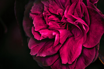 Image showing Flower backgrond , spring bloom