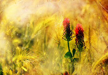 Image showing Flower backgrond , spring bloom