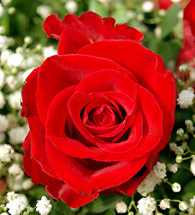 Image showing Red rose