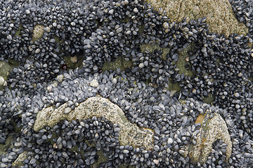 Image showing rock and clams