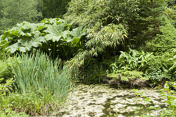 Image showing flourish vegetation