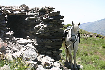 Image showing White horse by an old building in the Sierra Nevada mountains, Spain
