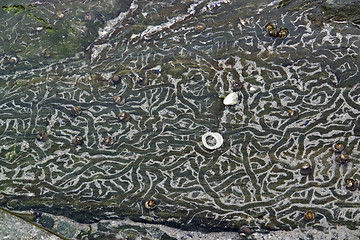 Image showing rock and snail tracks