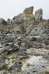 Image showing rock and clams