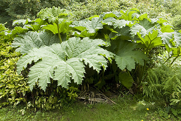 Image showing flourish vegetation