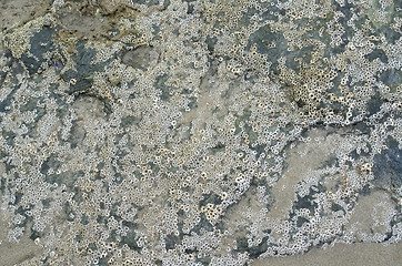 Image showing rock and barnacles