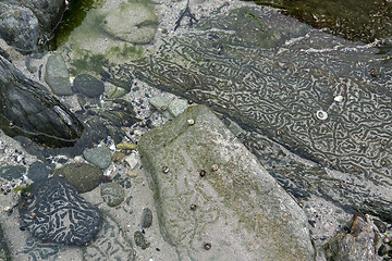 Image showing rock and snail tracks