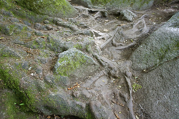 Image showing stones and roots