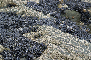 Image showing rock and clams