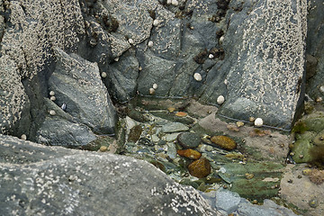 Image showing rock and barnacles