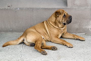 Image showing Bullmastiff