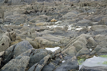 Image showing rock and barnacles