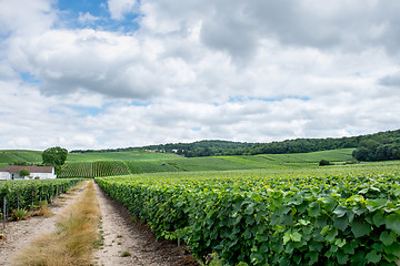 Image showing Vineyard landscape, Montagne de Reims, France