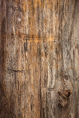 Image showing wood texture