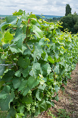 Image showing Vineyard landscape, Montagne de Reims, France