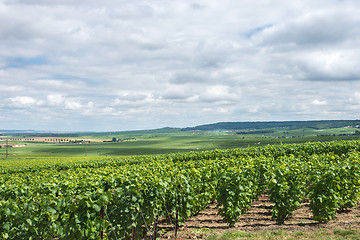 Image showing Vineyard landscape, Montagne de Reims, France