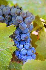 Image showing Grape