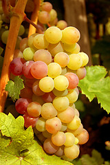 Image showing Grape