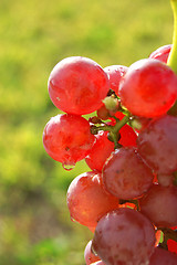 Image showing Red grapes