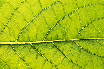 Image showing GREEN LEAF BACKGROUND