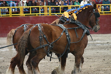 Image showing Heavy horses