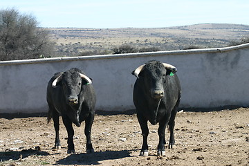 Image showing Two black bulls
