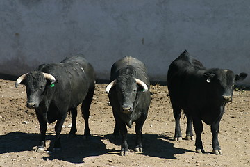 Image showing Three black bulls