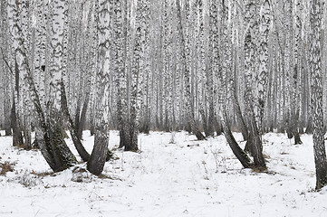 Image showing birch wood in the winter