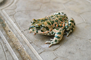 Image showing The green toad living in the Anapa area, Krasnodar Krai