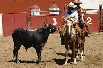 Image showing Mexican charros with bull