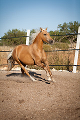 Image showing beautiful blond cruzado horse outside horse ranch field