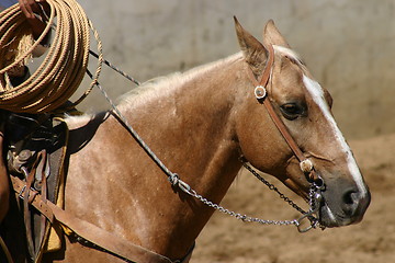 Image showing A charro's horse