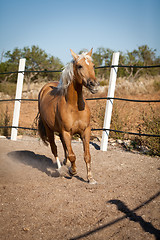 Image showing beautiful blond cruzado horse outside horse ranch field