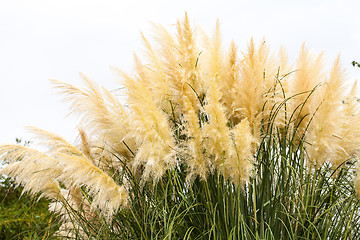 Image showing feathery grass background outdoor 