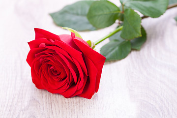 Image showing beautiful red rose on white bachground