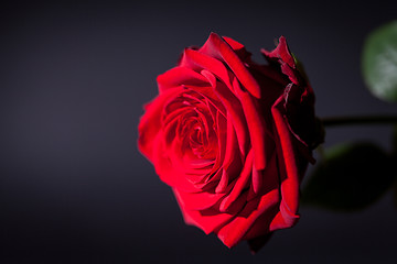 Image showing beautiful red rose flower on black background