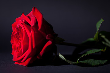 Image showing beautiful red rose flower on black background