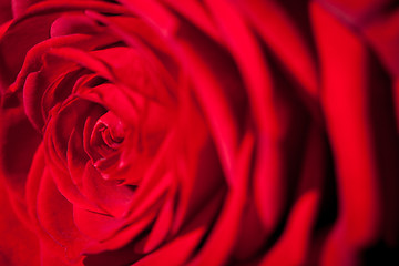 Image showing Beautiful fragrant red rose for Love