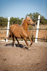 Image showing beautiful blond cruzado horse outside horse ranch field