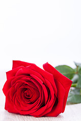 Image showing beautiful red rose on white bachground