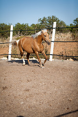 Image showing beautiful blond cruzado horse outside horse ranch field